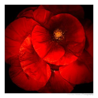 [o.T.-ScF-HTh-50024761501]