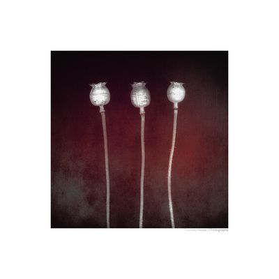 [o.T.-ScF-HTh-50103365707]