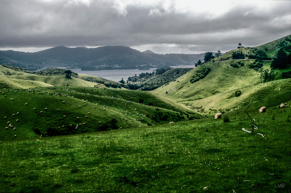 Otago Peninsula