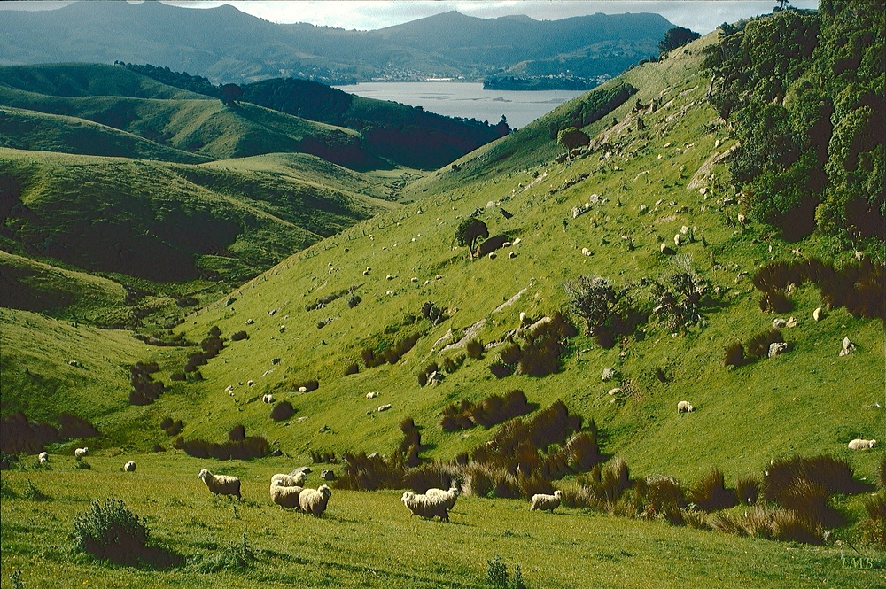 Otago Peninsula