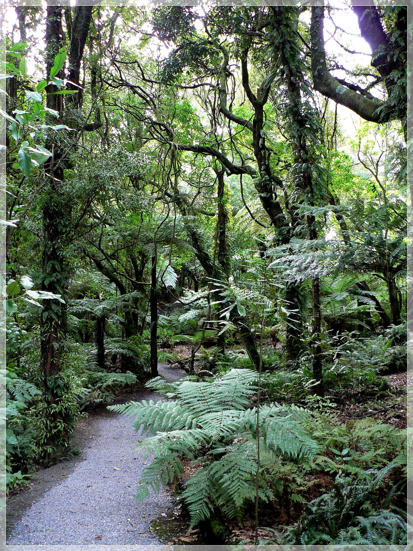 Otari-Wilton's Bush