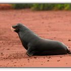 Otarie des Galapagos