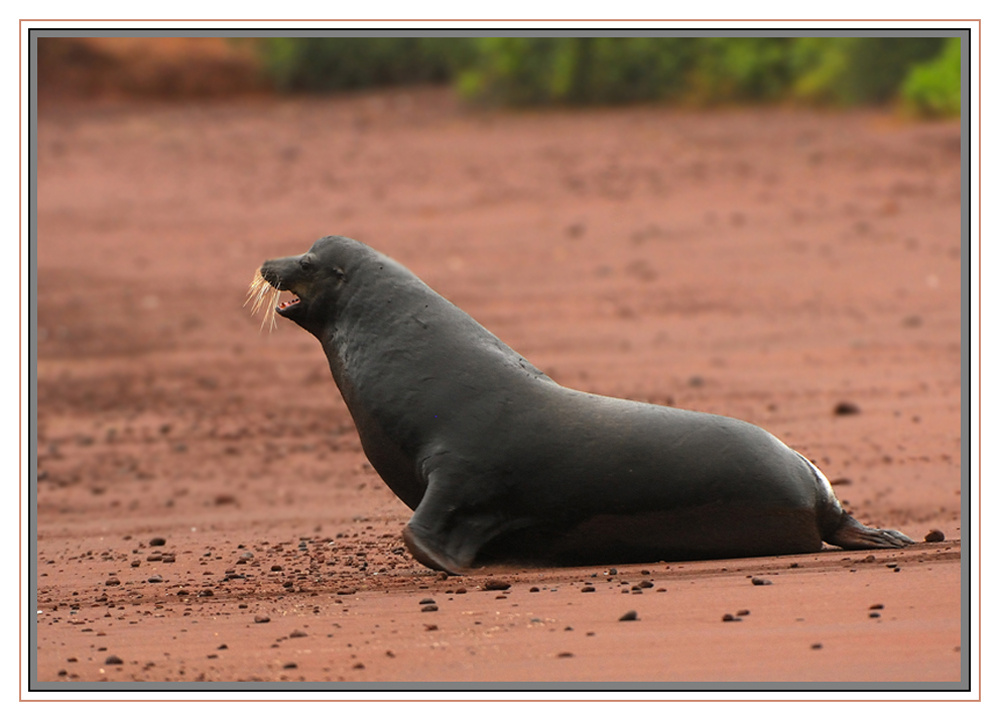 Otarie des Galapagos