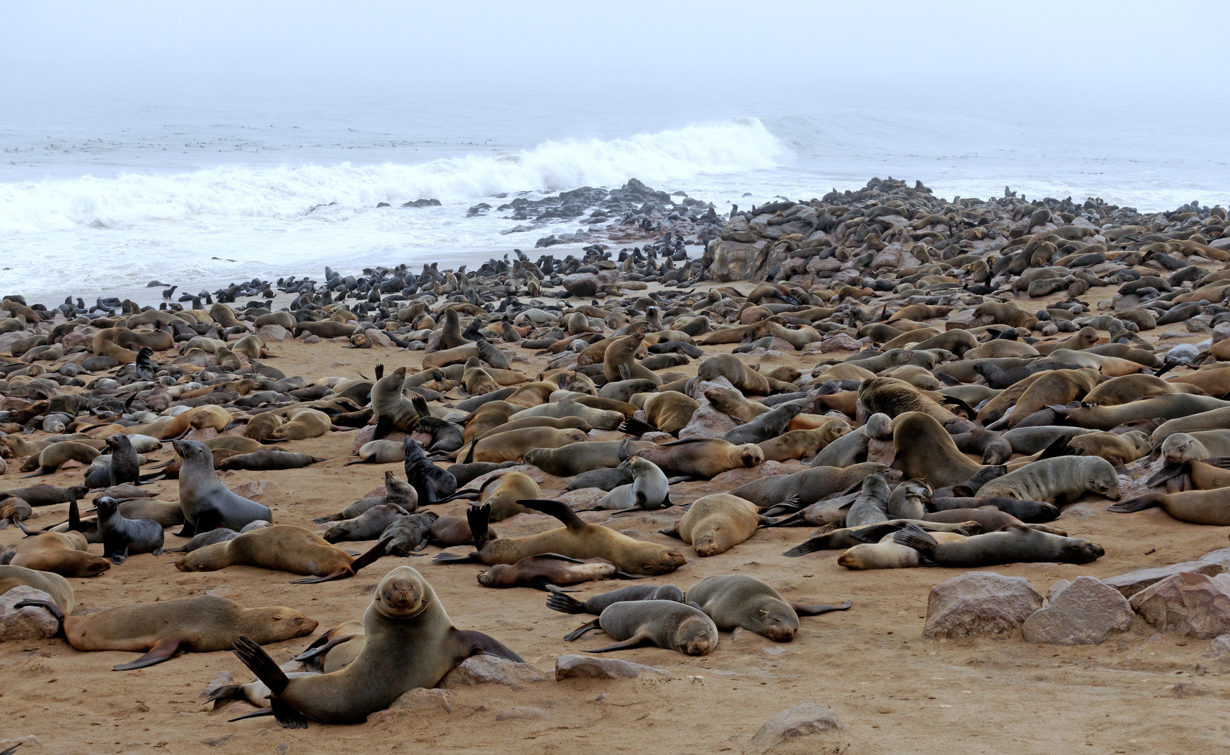 Otaries à fourrure