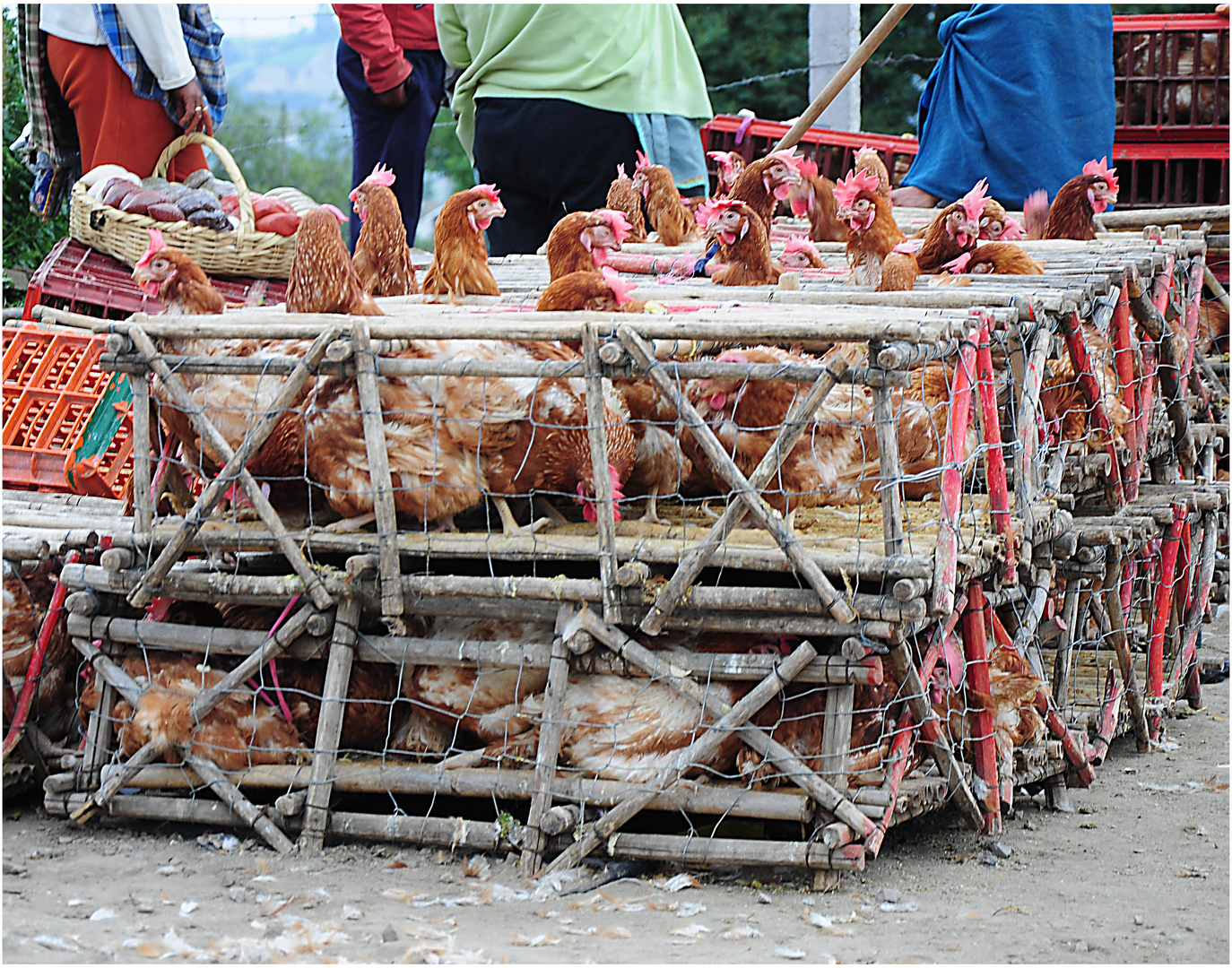 Otavalo - Mercato [11 ] Pollo