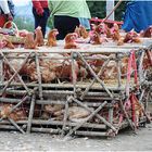 Otavalo - Mercato [11 ] Pollo