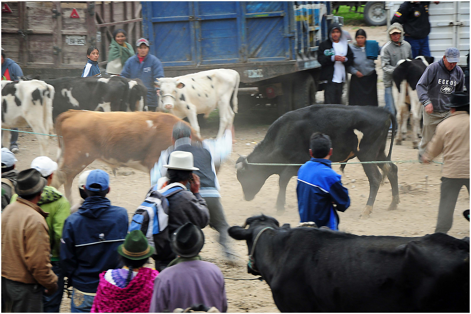 Otavalo - Mercato [7 ] vaca