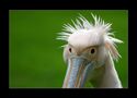 Pelicans, Gunnets,Cormorans