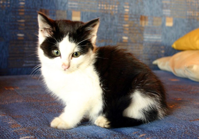 Othello Kater 10 Wochen Alt Foto Bild Tiere Haustiere