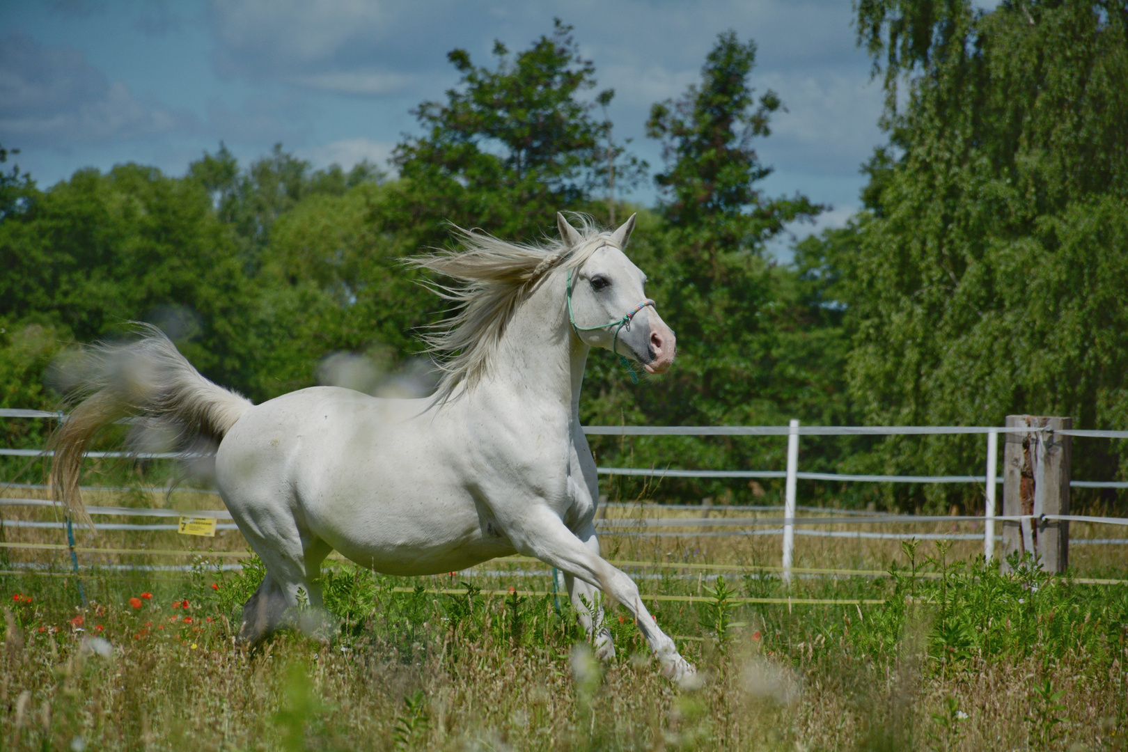 Othelo, ein Partbred-Araber