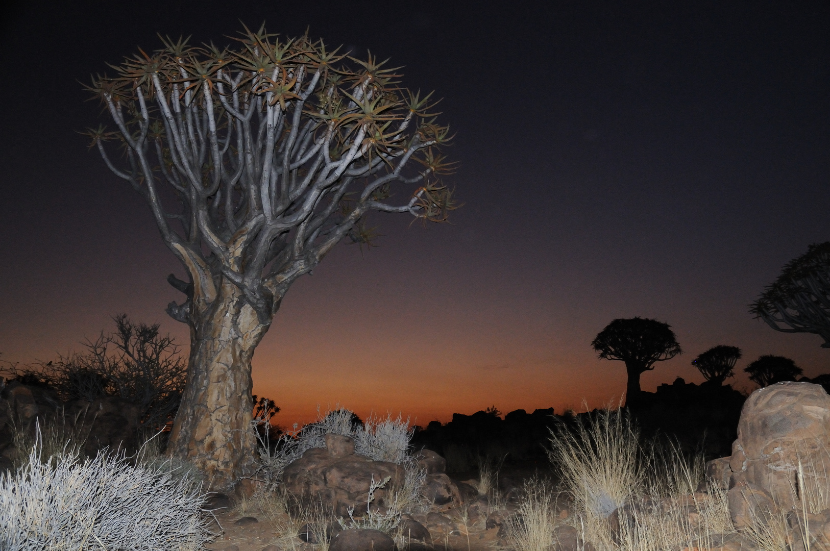 ...."other" picture of quivertree forrest.....