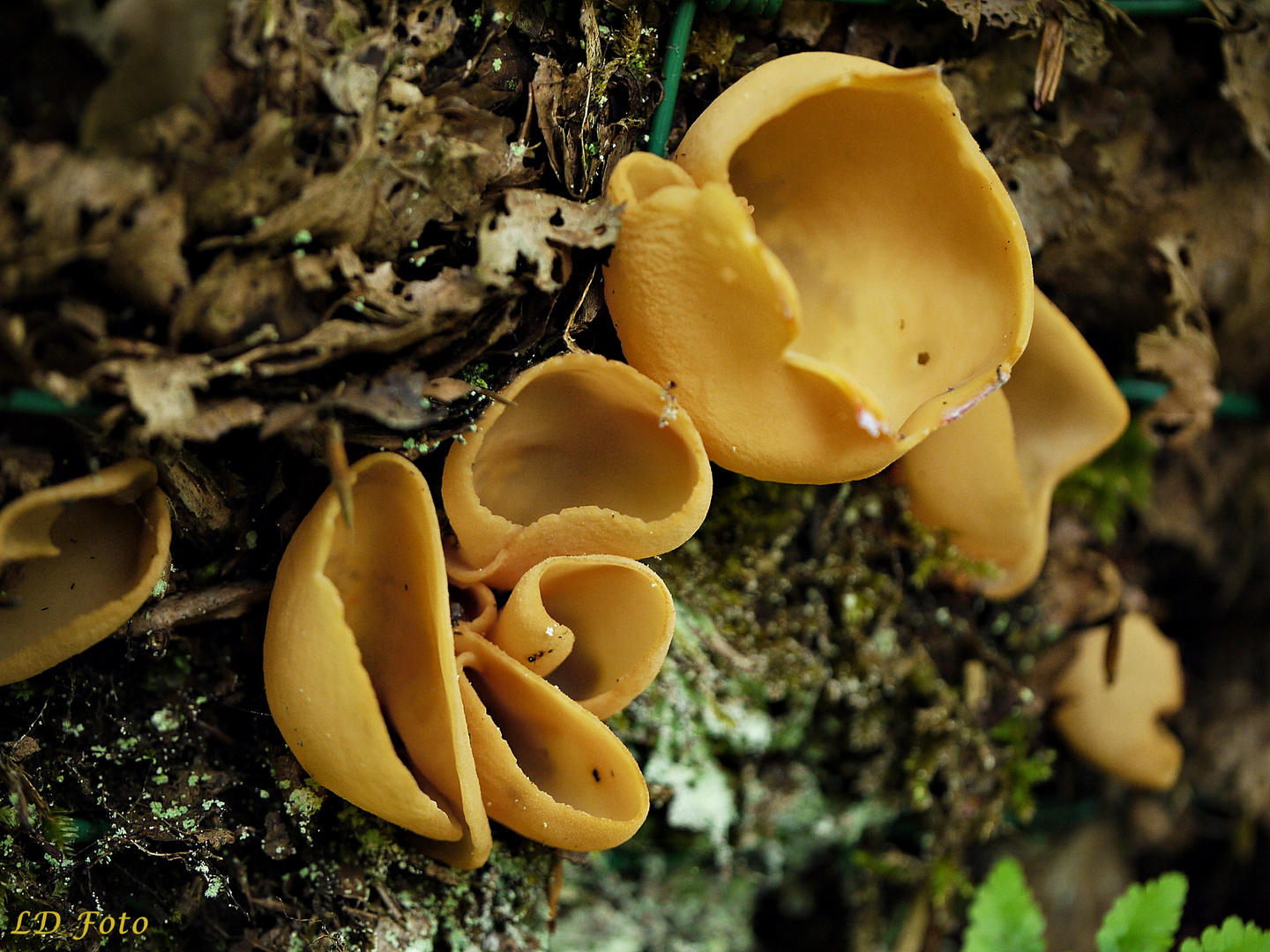 Otidea alutacea, der Ledergelbe Öhrling