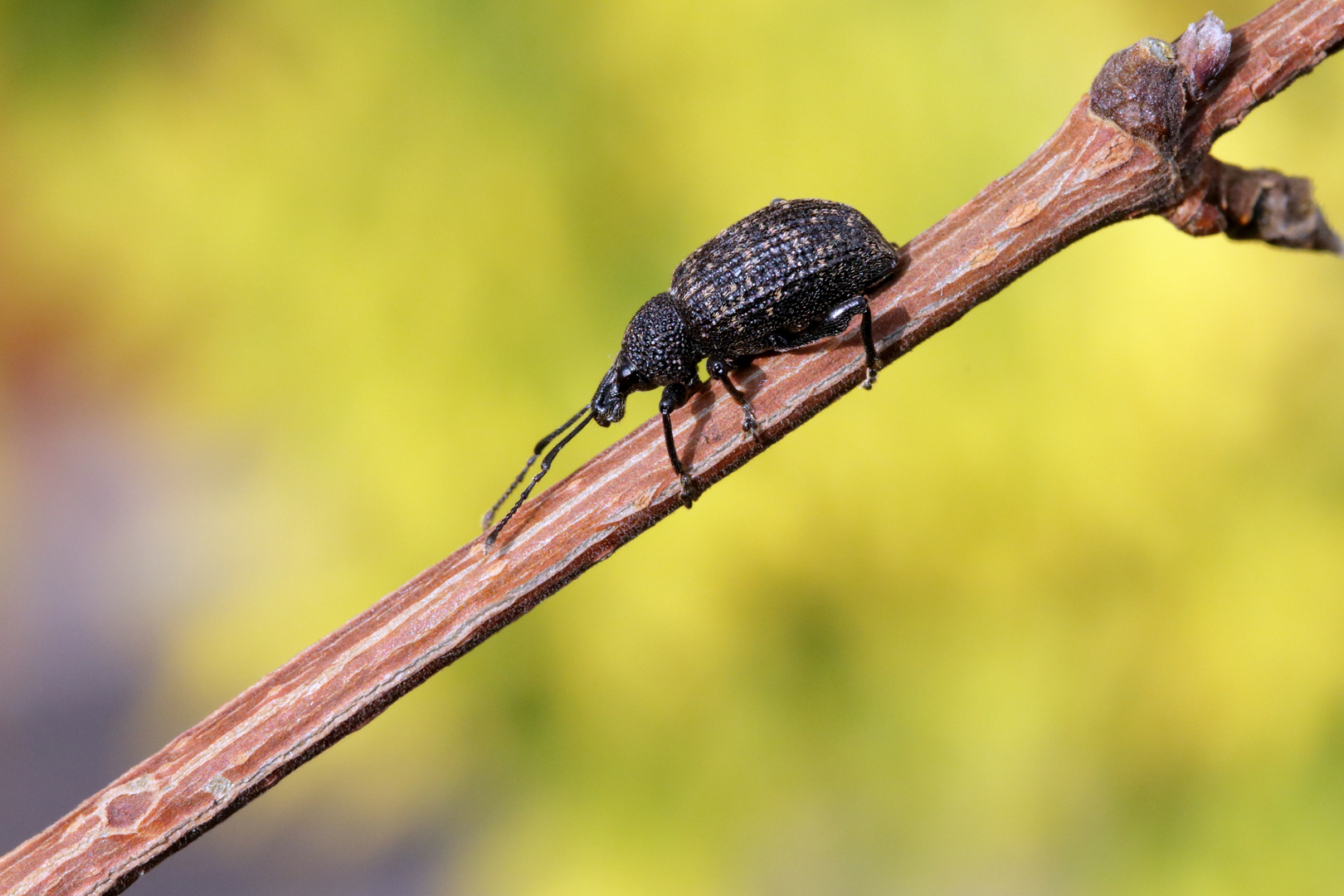 Otiorhynchus sulcatus