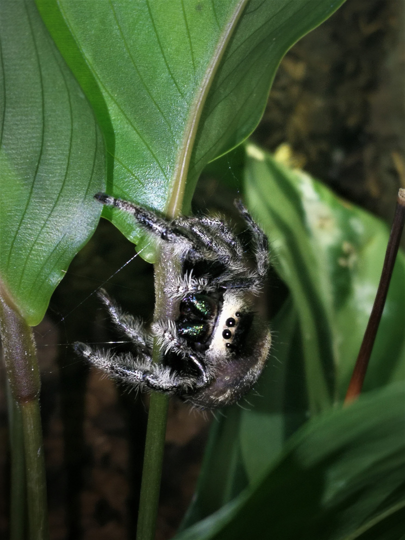 Otiosus  Phidippus