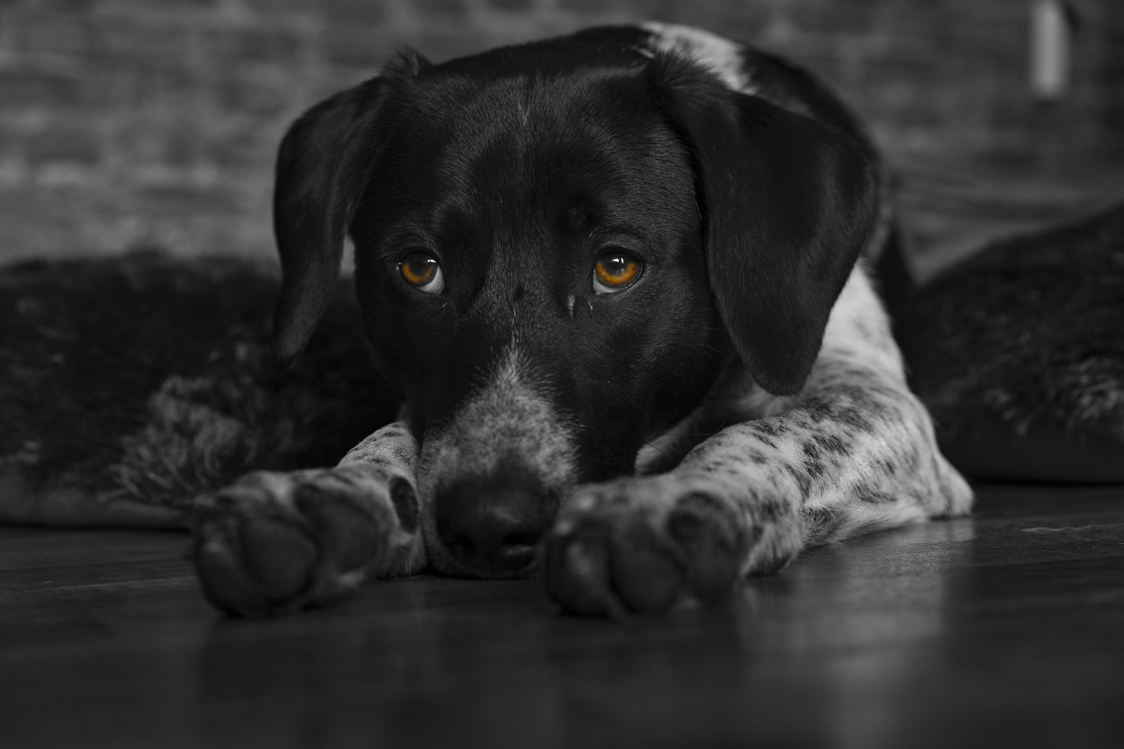 Otis Foto & Bild tiere, haustiere, hunde Bilder auf