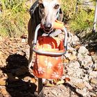 Otis an der Kaiserklamm im Oktober '18