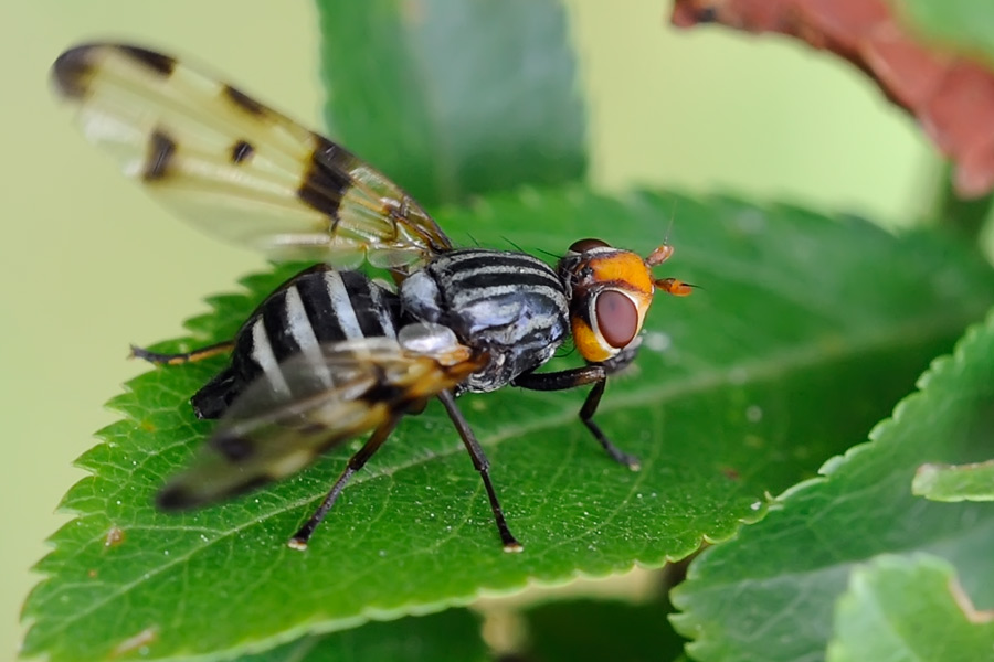 Otites jucunda (Ulidiidae)