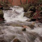 OTÑO EN EL MONTSENY