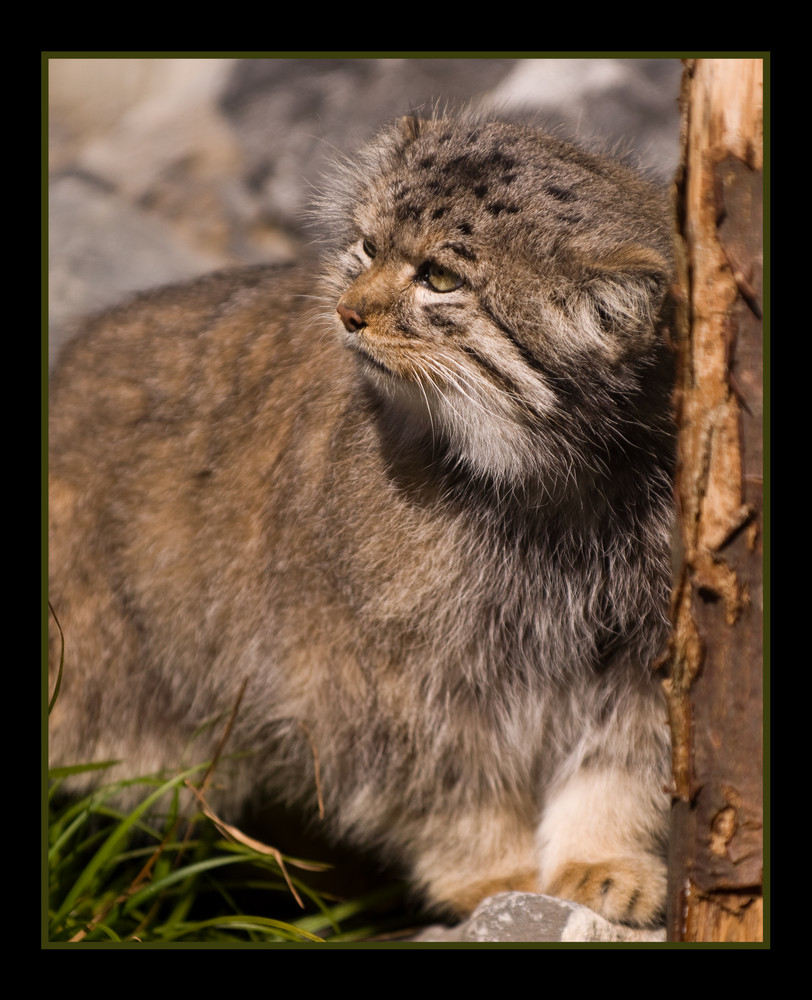 Otocolobus manul