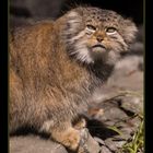 Otocolobus manul II