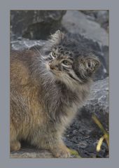 Otocolobus manul manul