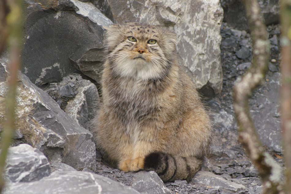 Otocolobus manul manul (Manul)