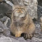 Otocolobus manul manul (Manul)