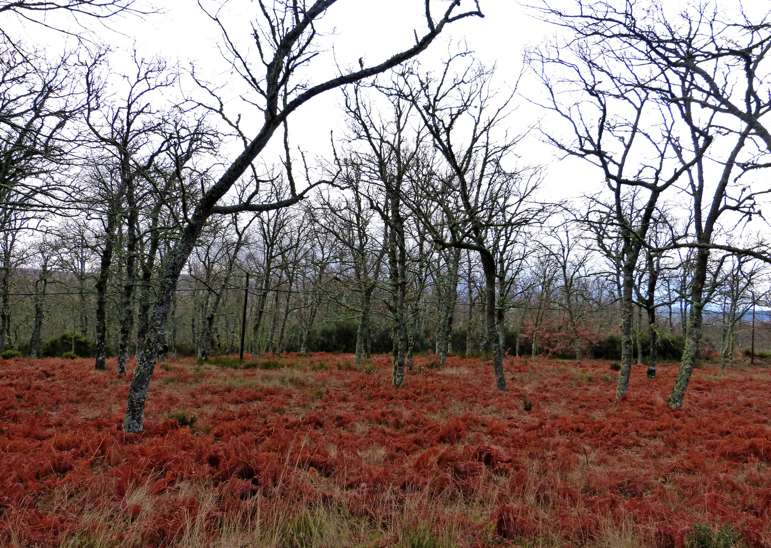 OTOÑO