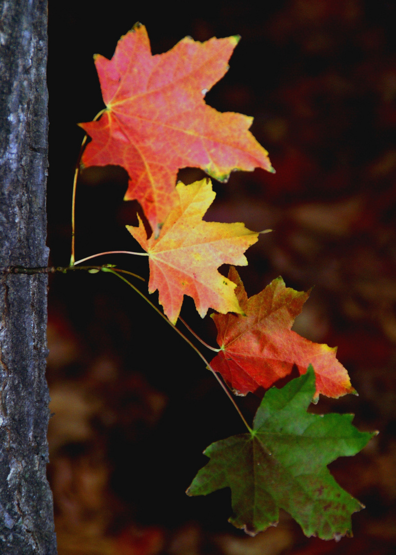 Otoño