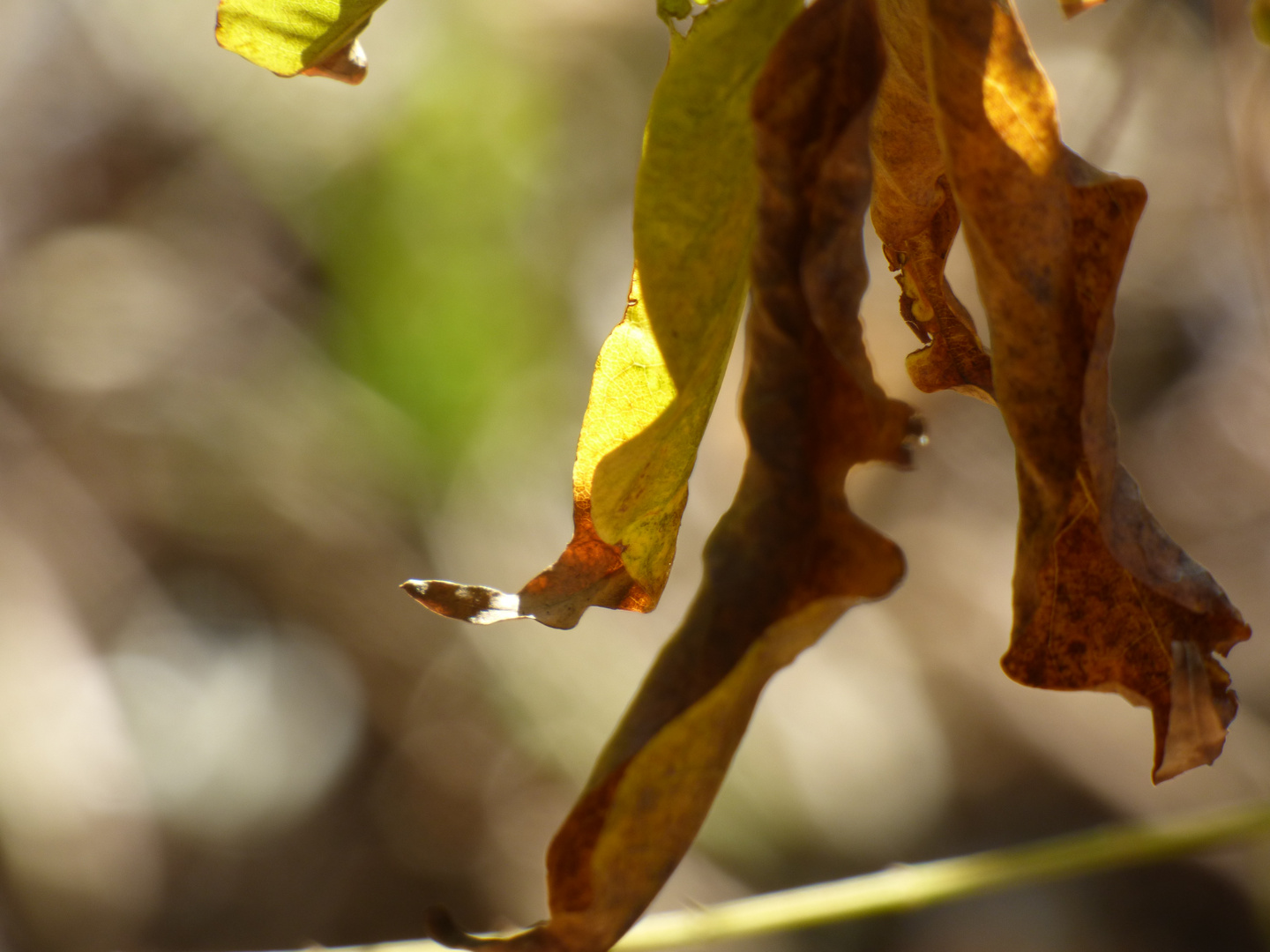 Otoño 2