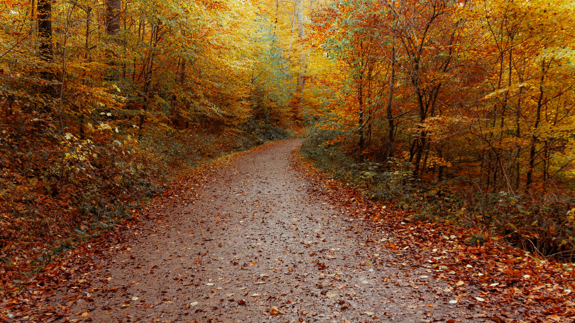 Otoño 2/ Herbst 