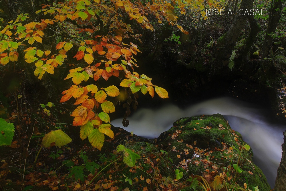 "Otoño 2015"