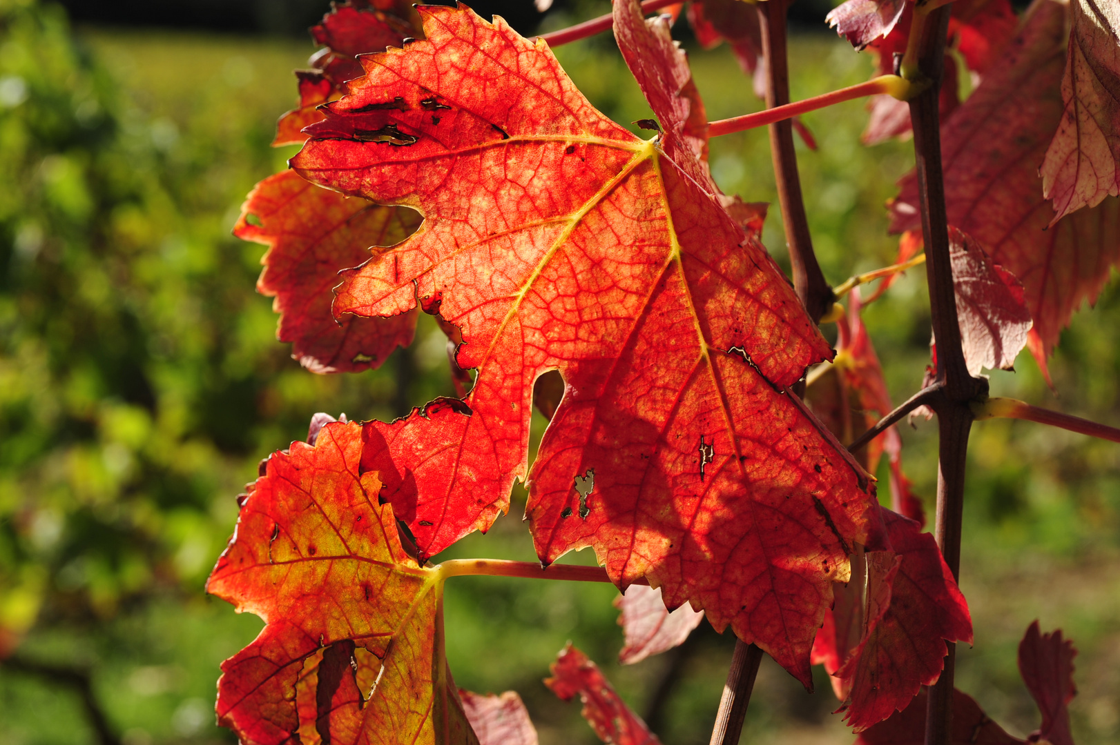 Otoño