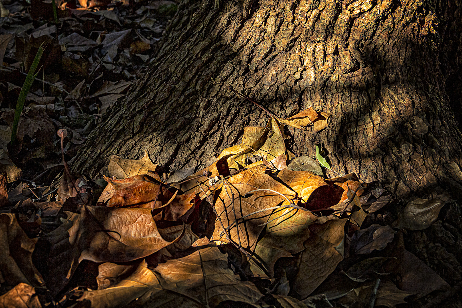 OTOÑO