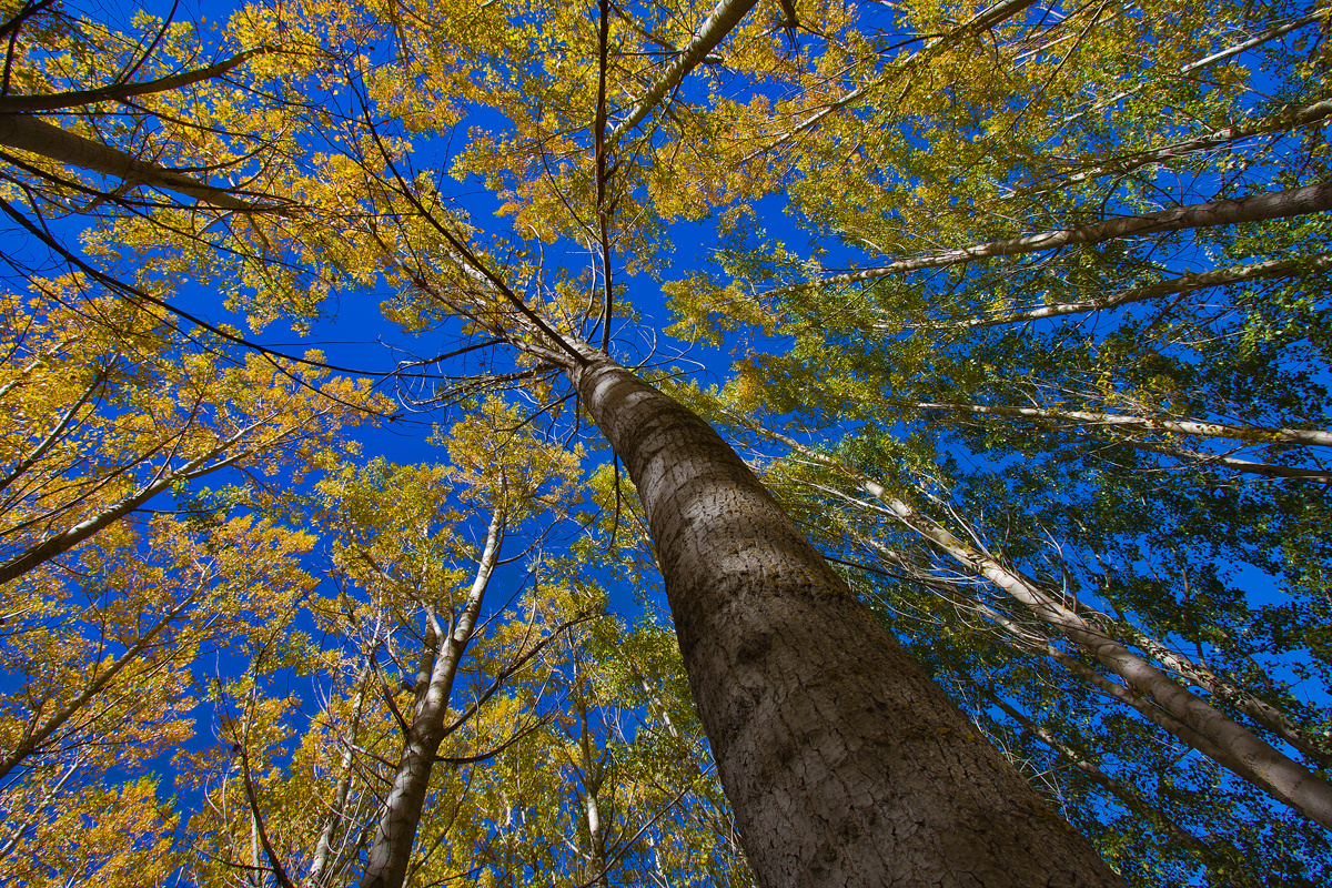 Otoño