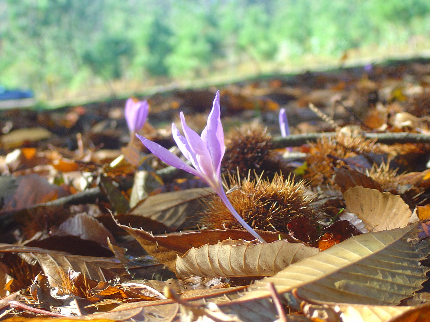 OTOÑO