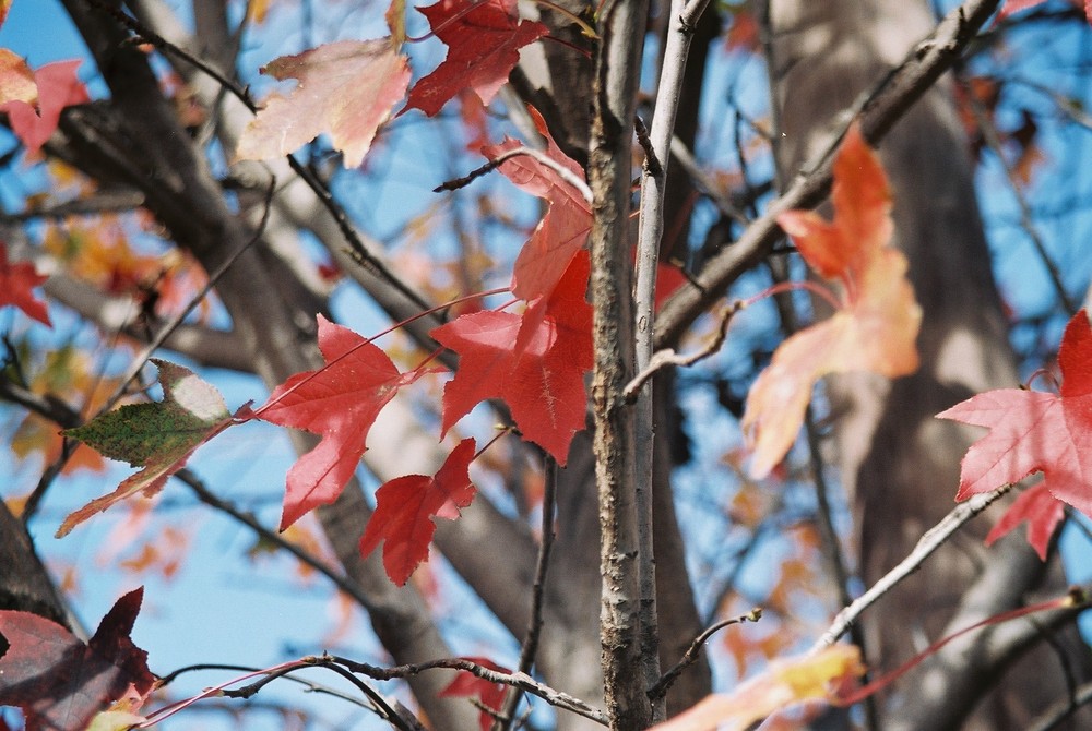 Otoño