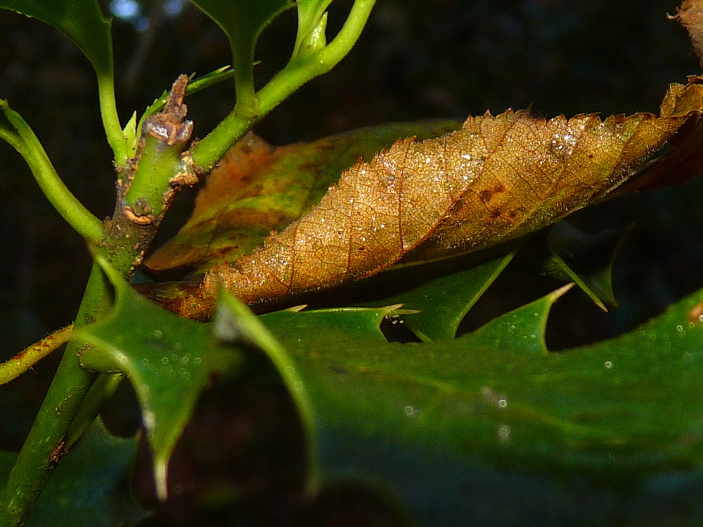 Otoño...