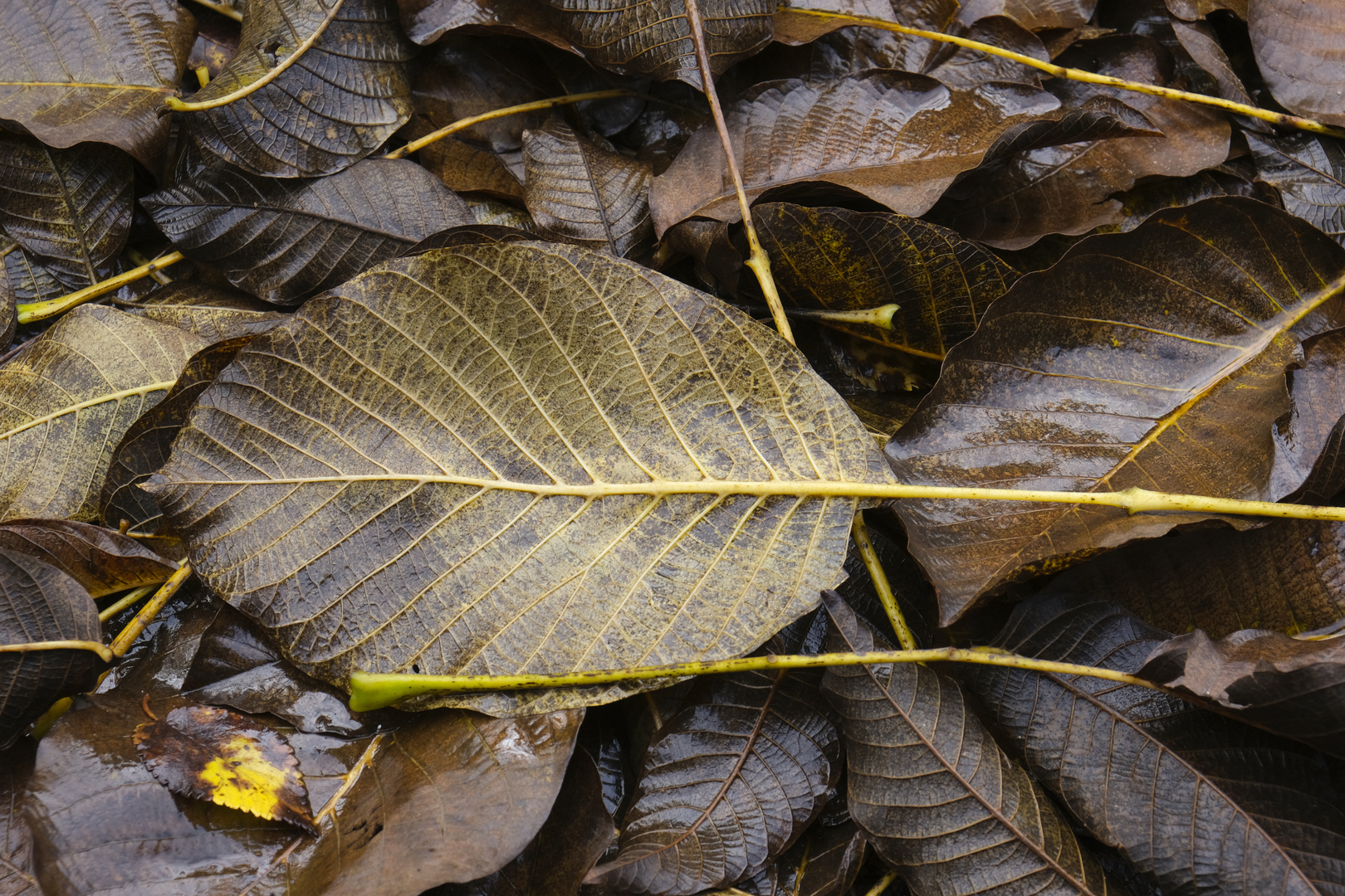 Otoño