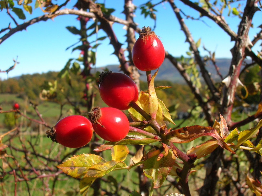 otoño