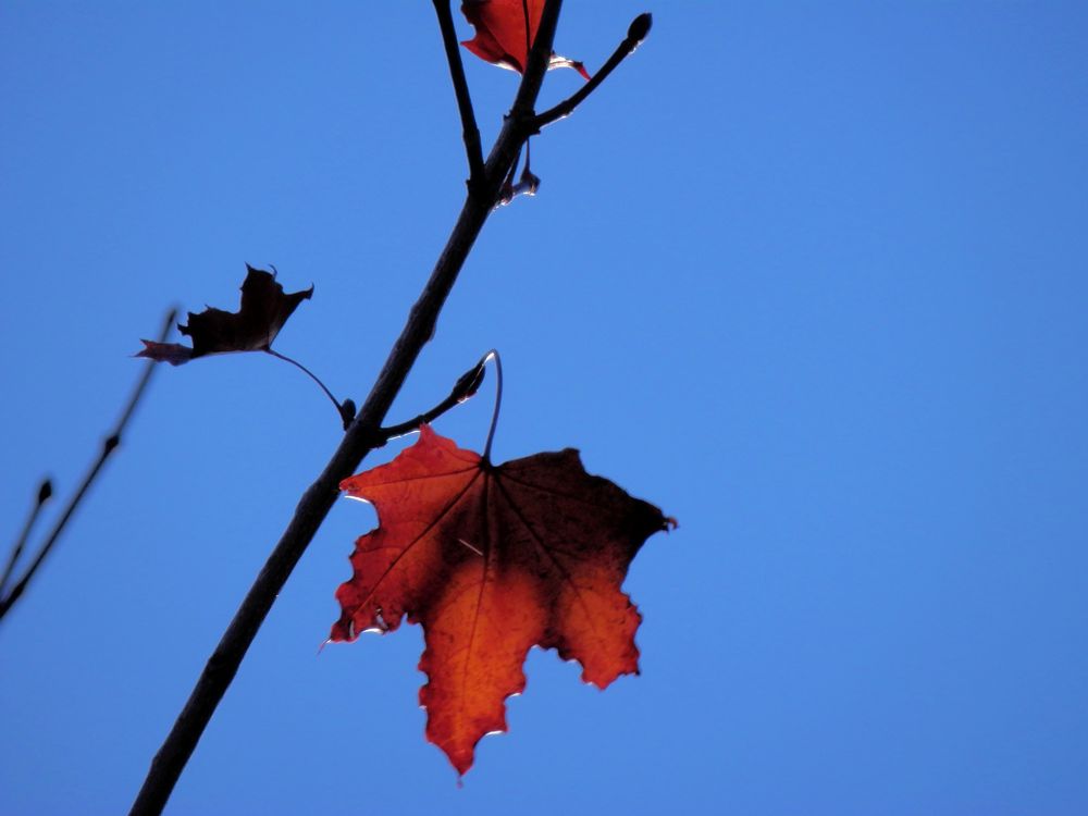 otoño de La gata Cristi 