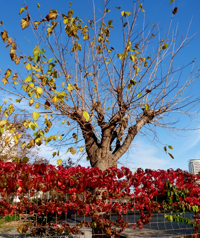 otoño