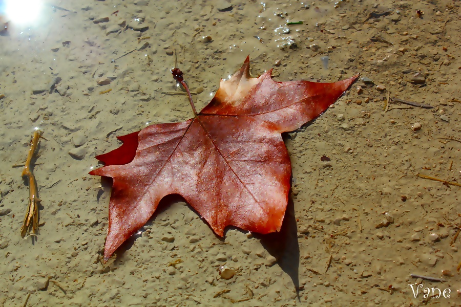 ... otoño ...