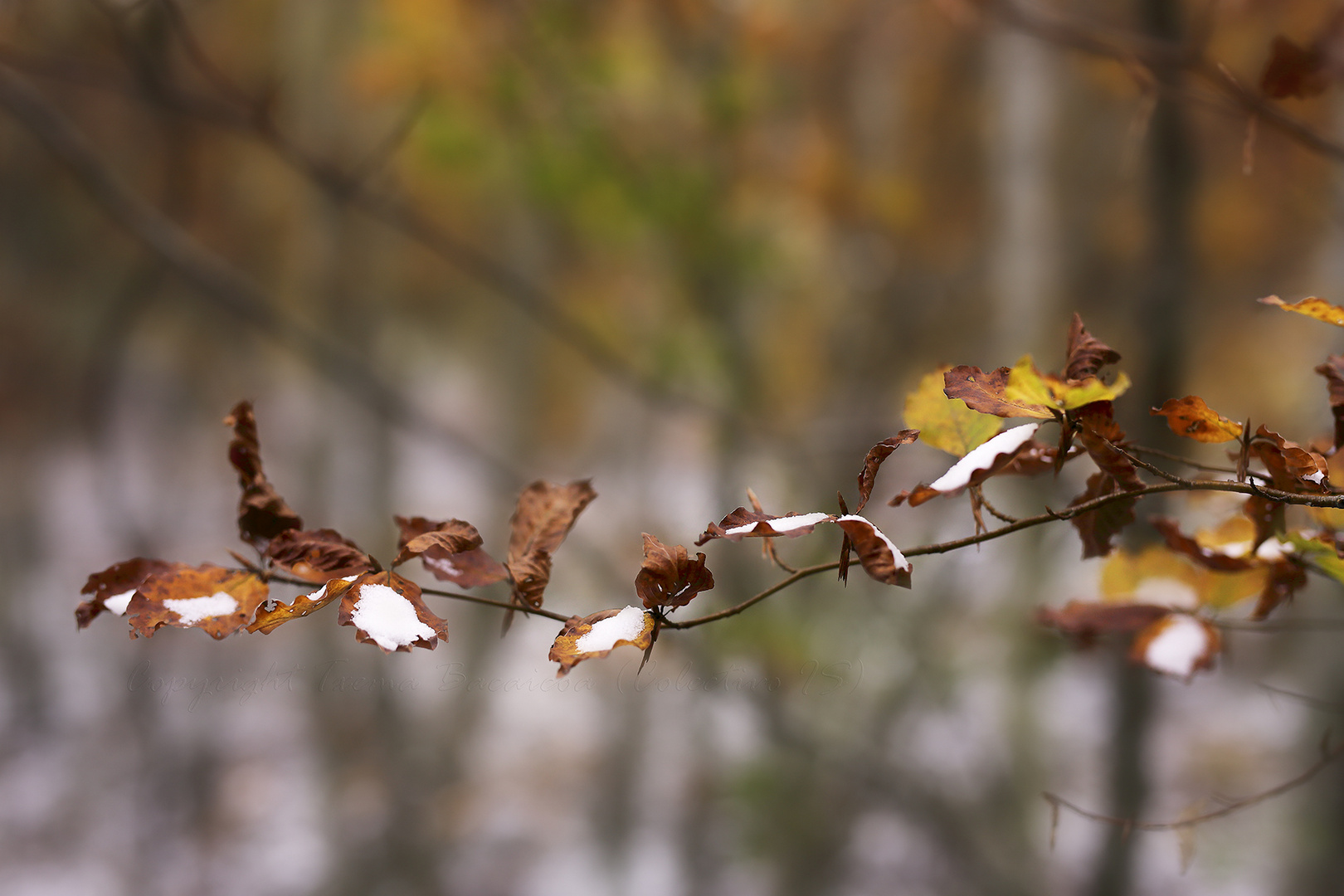 Otoño