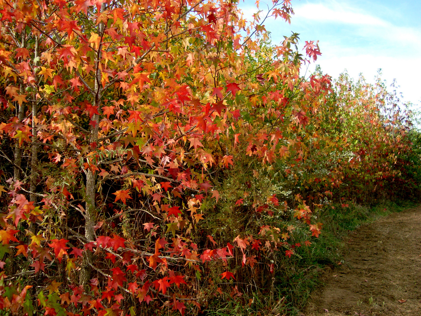 OTOÑO