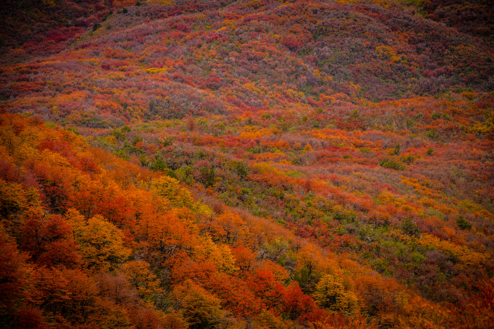 Otoño Andino Patagonico