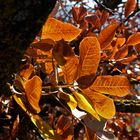 Otoño, así de claro !