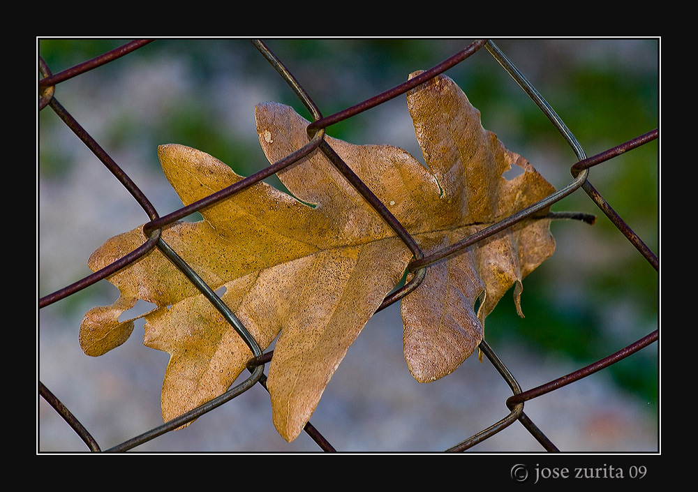 Otoño atrapado