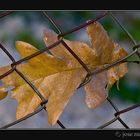 Otoño atrapado