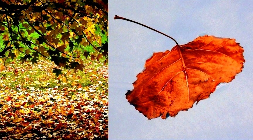 Otoño-Autumn-Herbst-Automne-Autunno